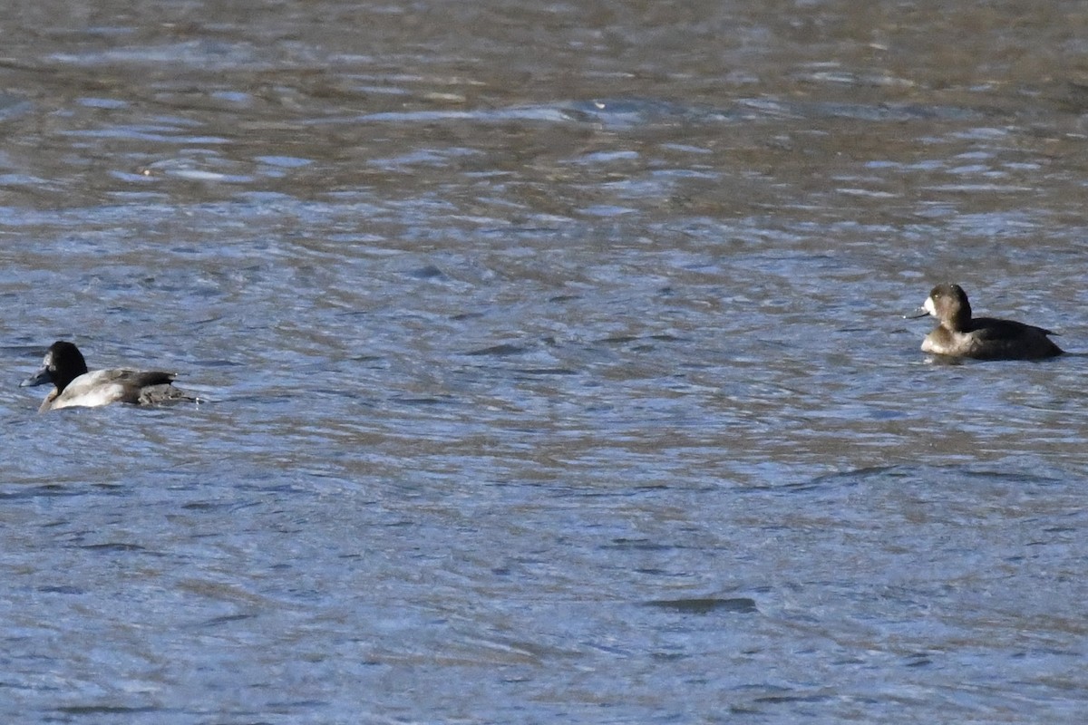 Greater Scaup - ML127106951