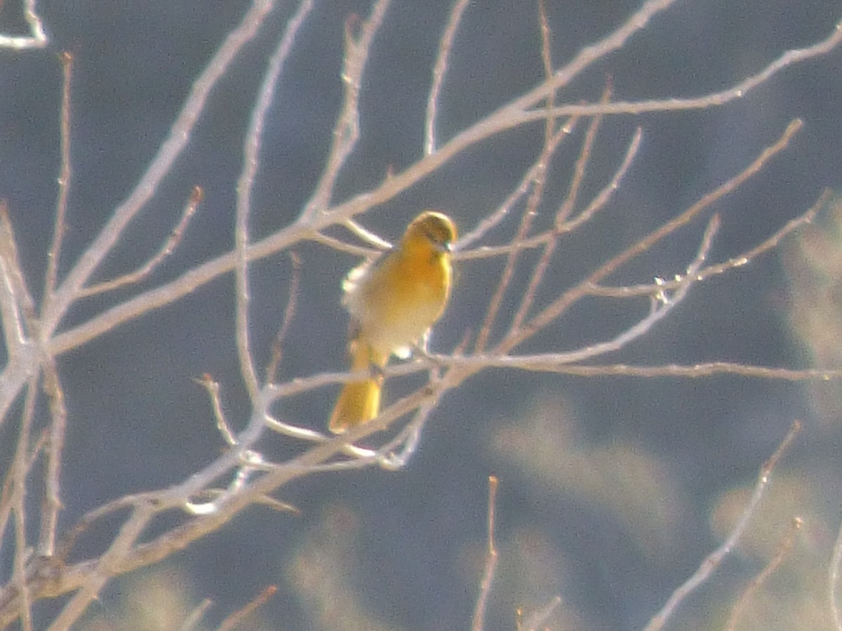 Bullock's Oriole - ML127107261