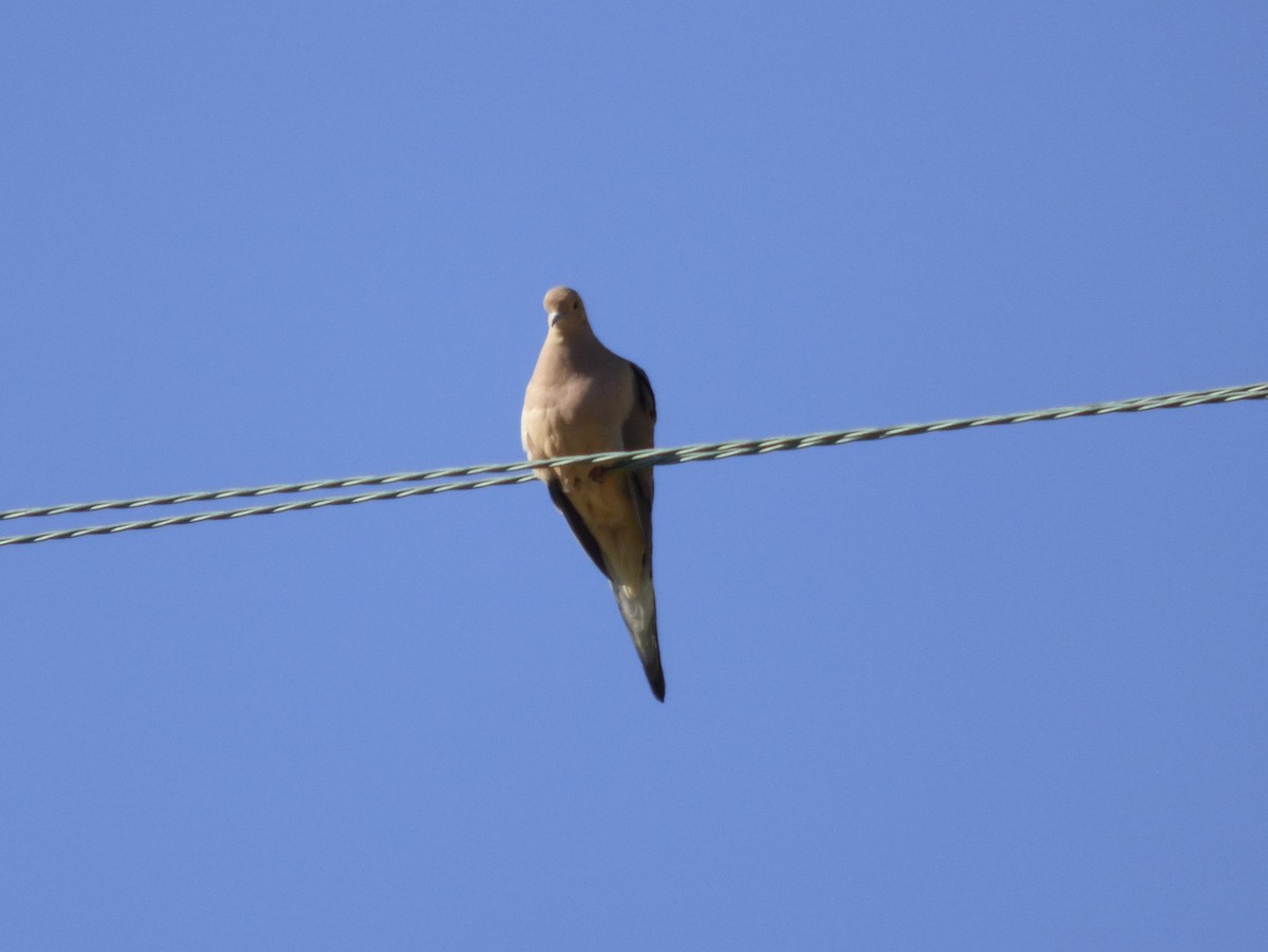 Mourning Dove - ML127107271