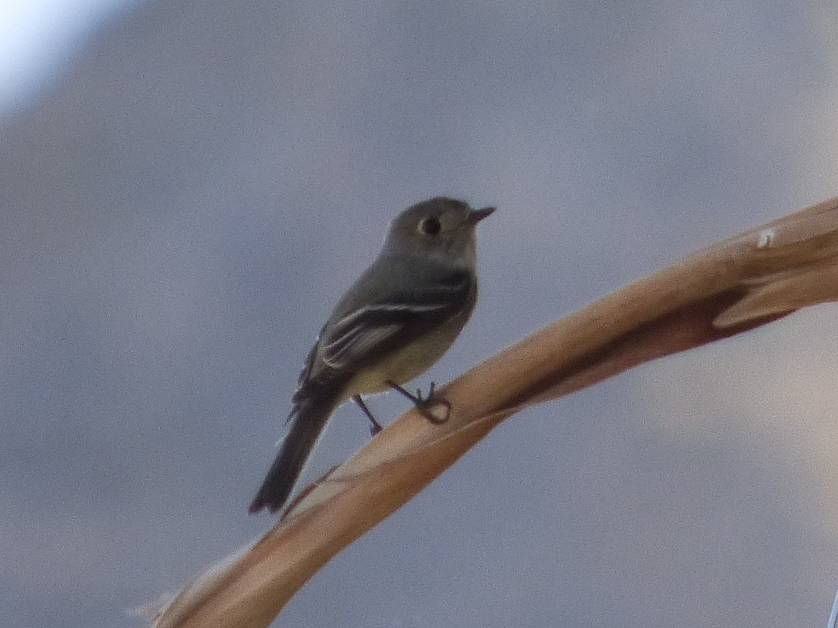 Hammond's Flycatcher - ML127107291