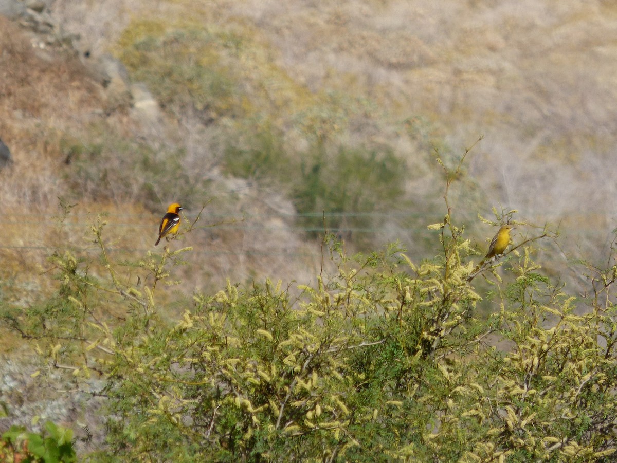Hooded Oriole - ML127107351