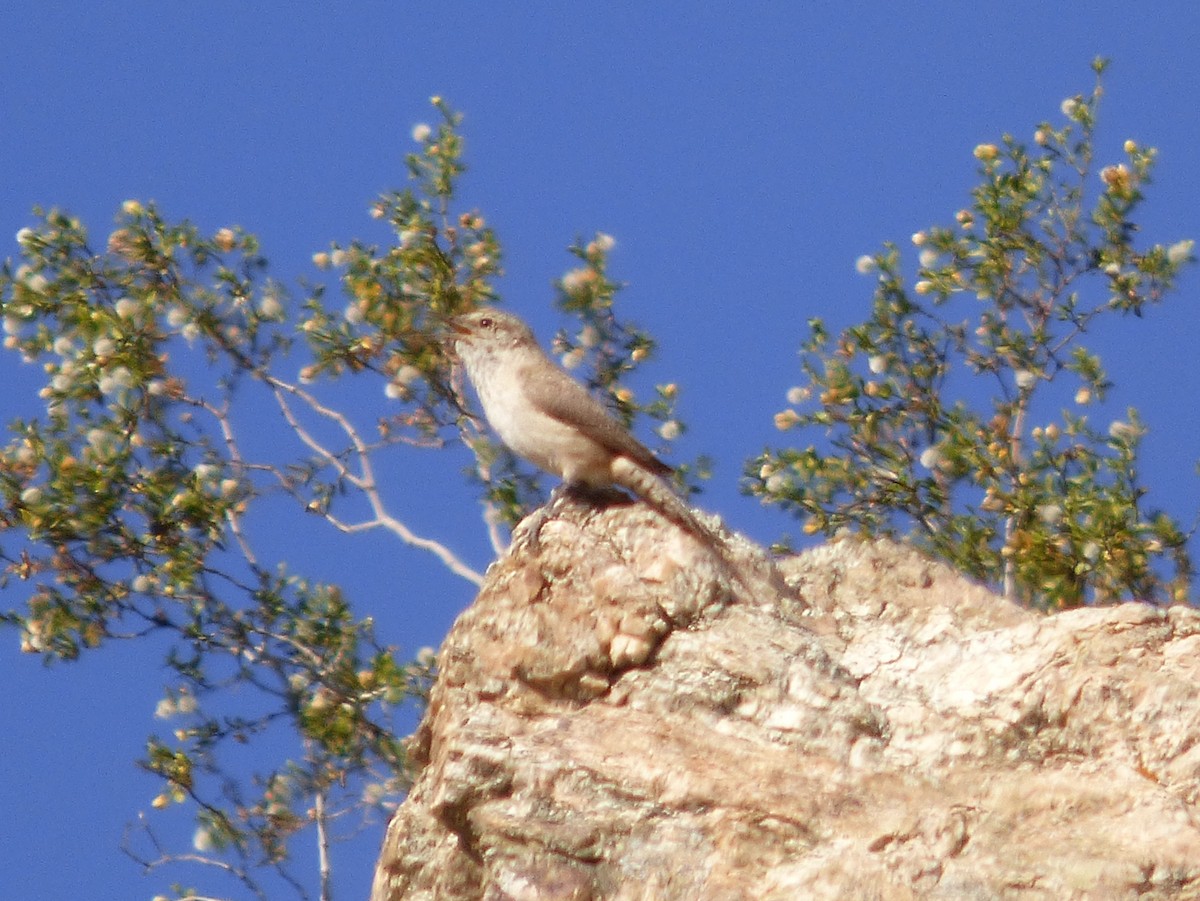 Rock Wren - ML127107361