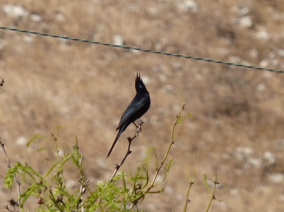 Phainopepla - ML127107371