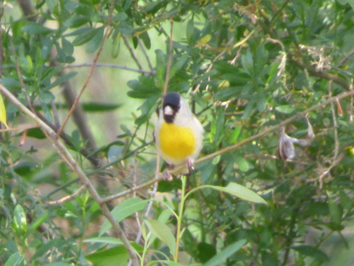 Lawrence's Goldfinch - ML127107901