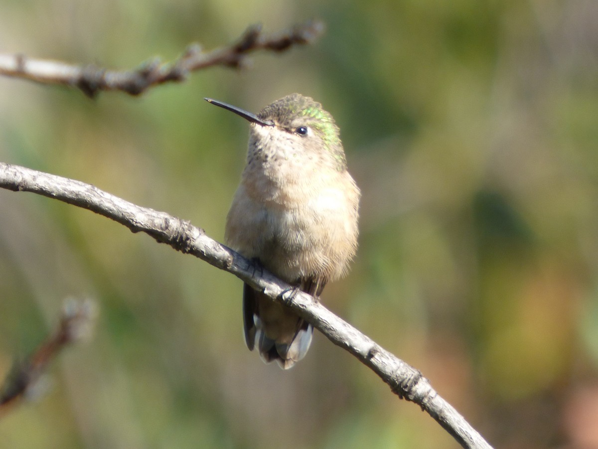 Calliope Hummingbird - ML127108171