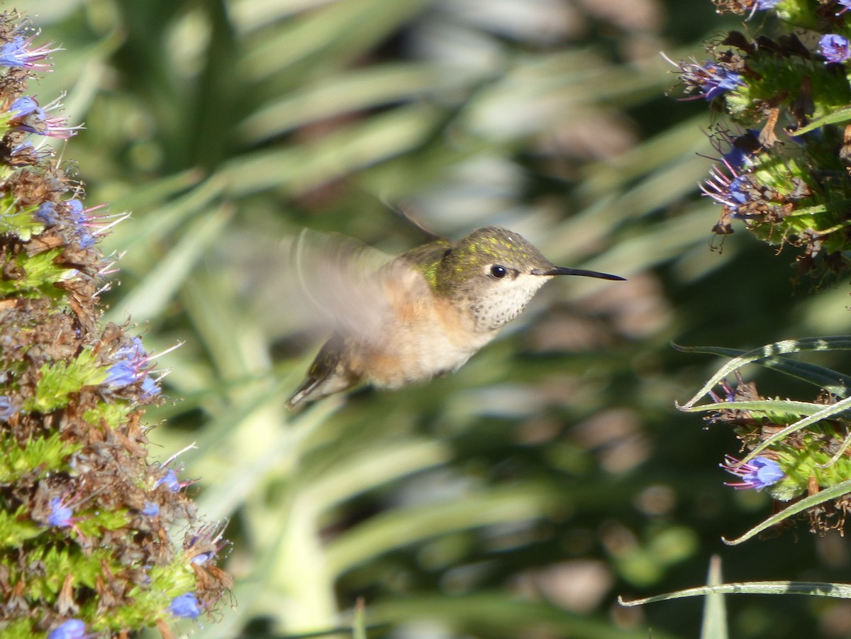 Calliope Hummingbird - ML127108201