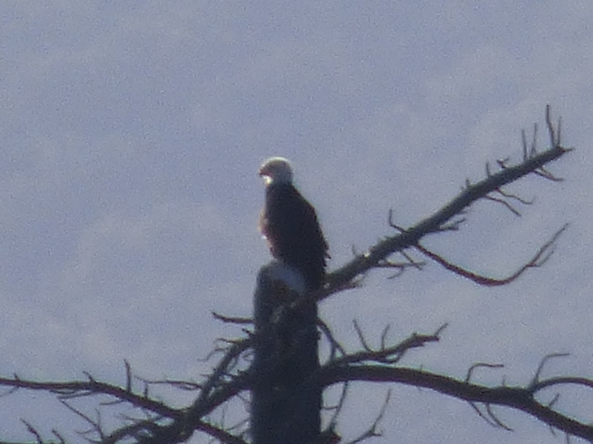 Weißkopf-Seeadler - ML127108531