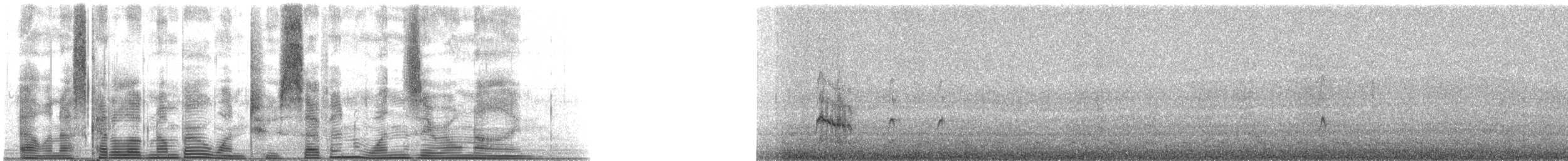 sørhavsterne (vittata gr.) - ML127109