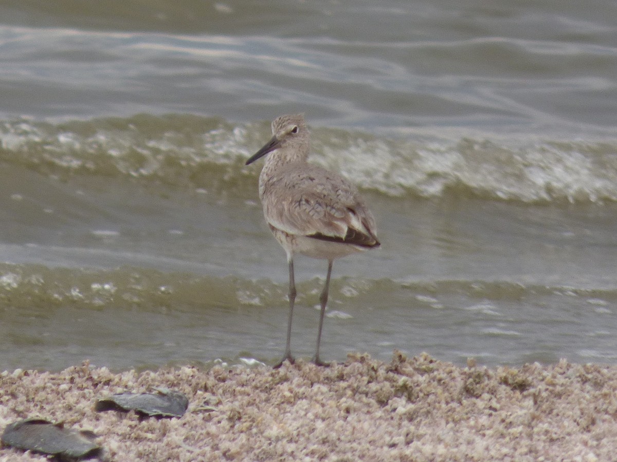 Willet - Julie Szabo