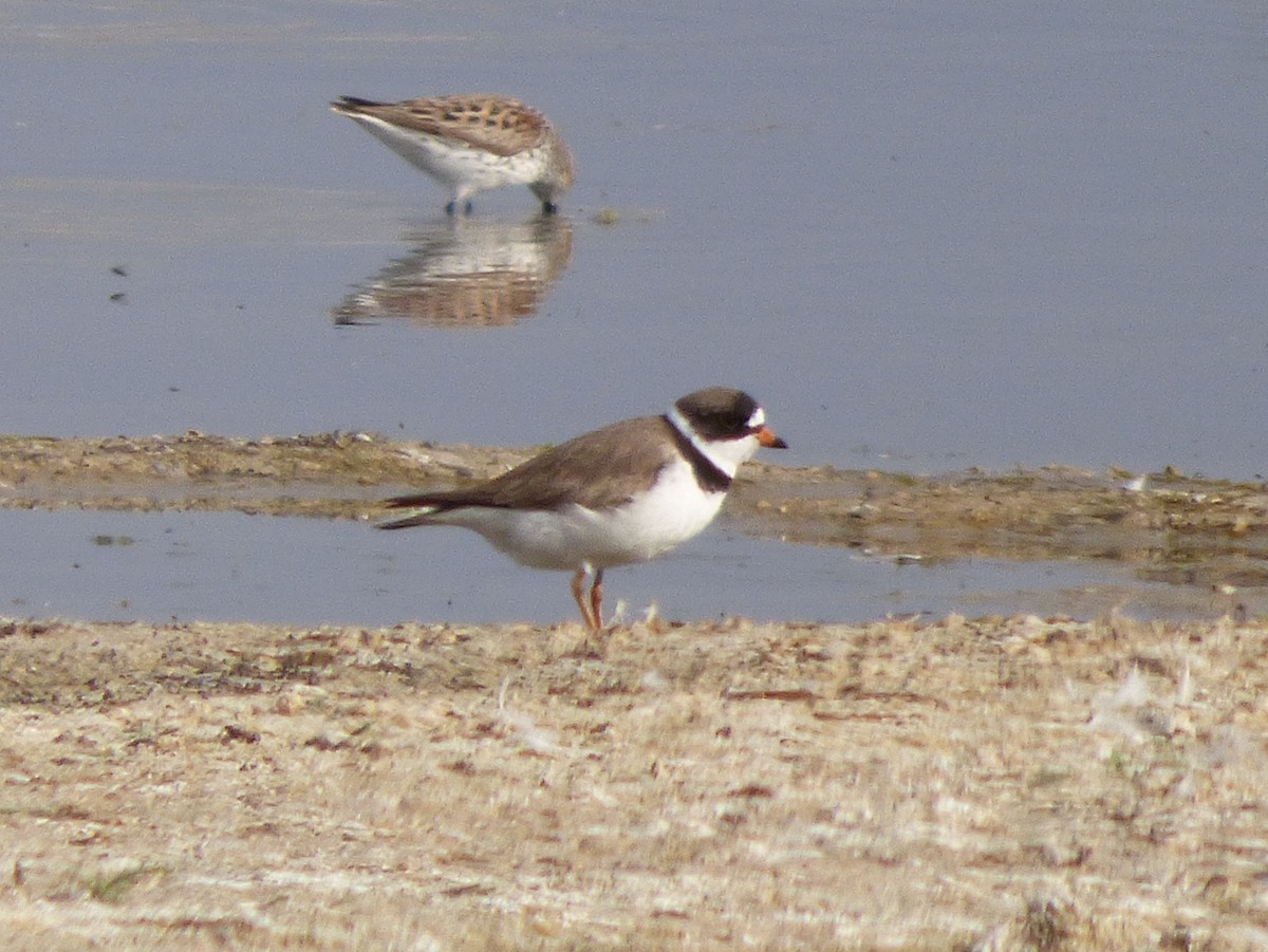 Semipalmated Plover - ML127109091