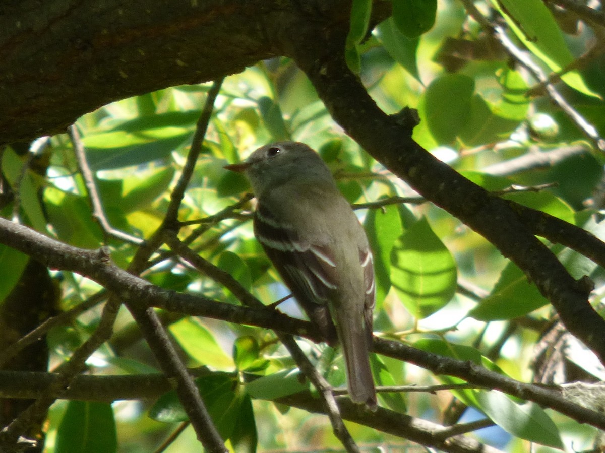 Hammond's Flycatcher - ML127109421