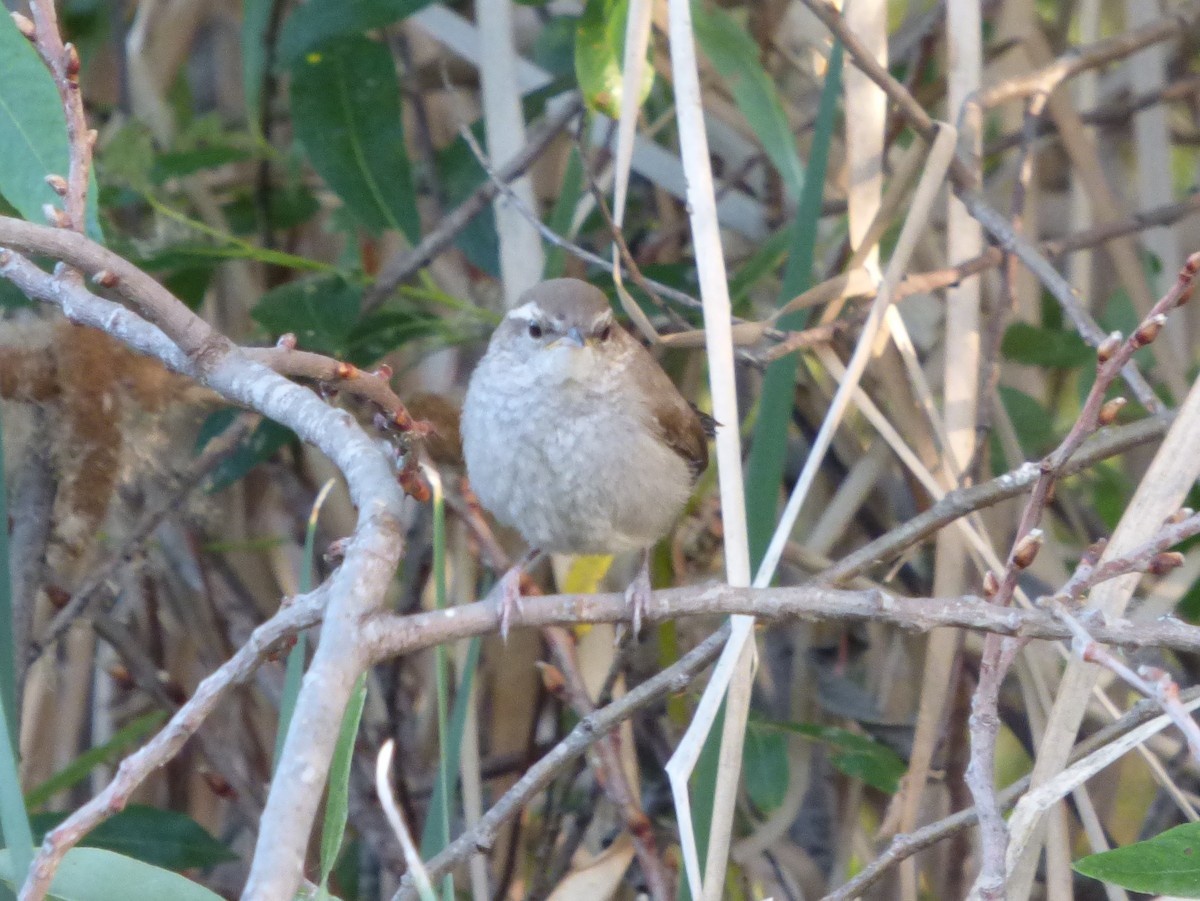 Bewick's Wren - ML127109541