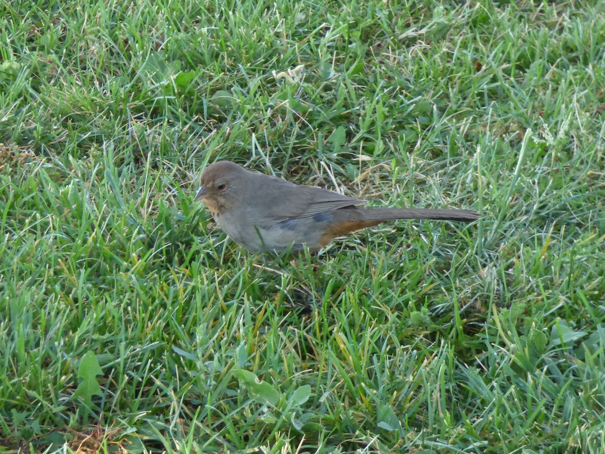 California Towhee - ML127109801