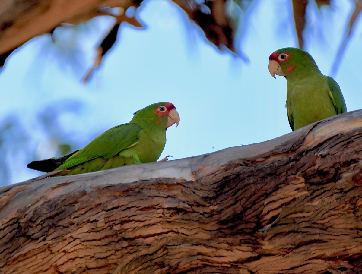 Mitred Parakeet - Theresa Bucher