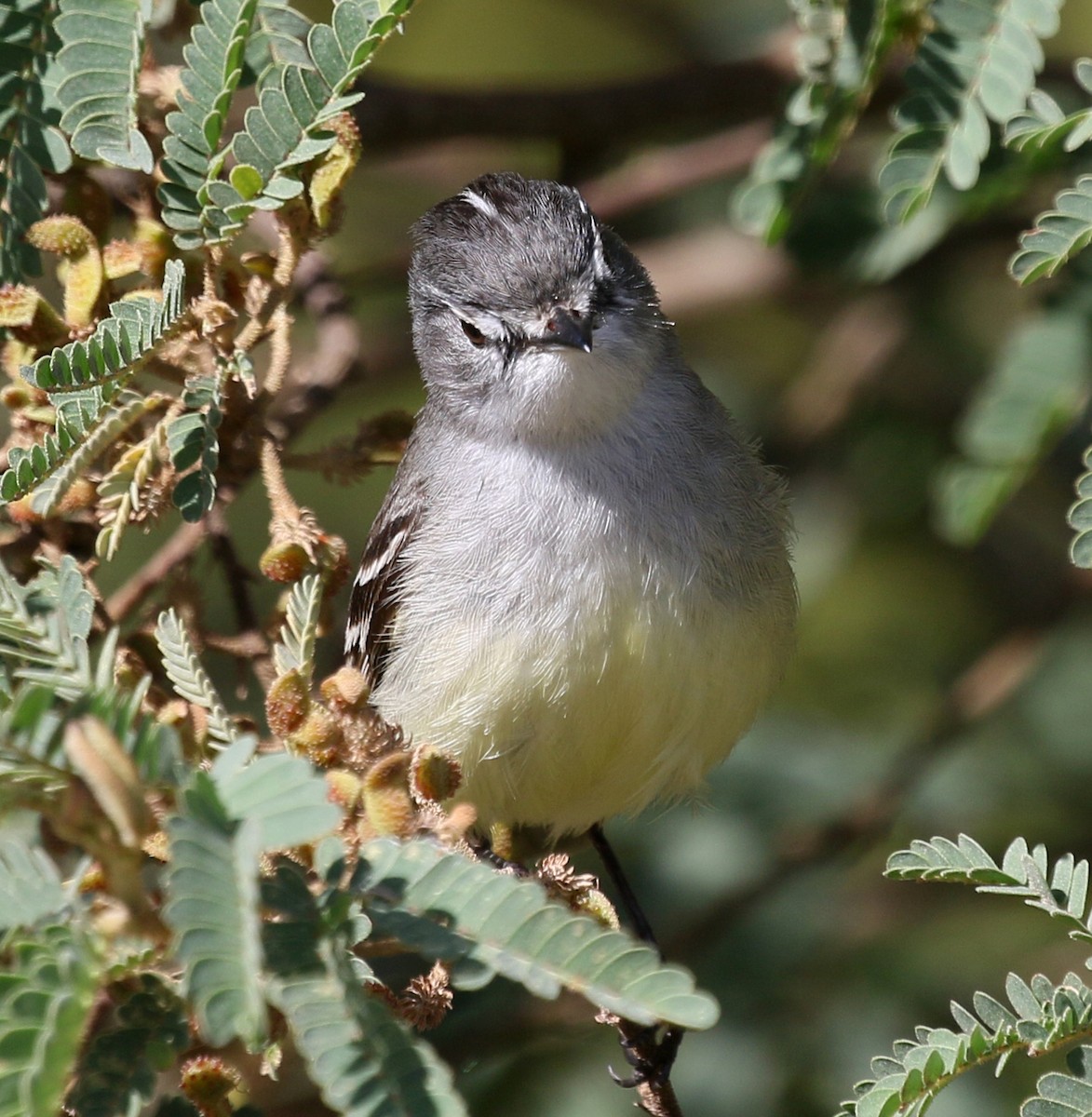 White-crested Tyrannulet (Sulphur-bellied) - ML127109971