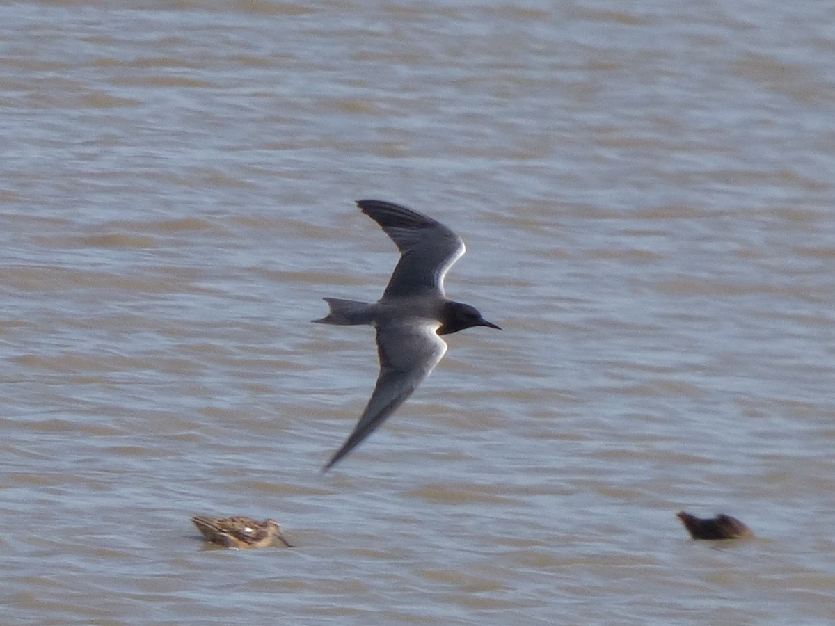 Black Tern - ML127110191