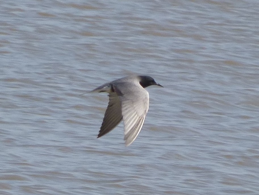 Black Tern - ML127110231