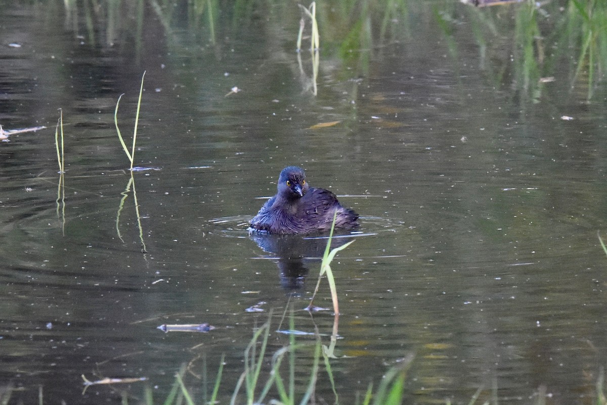 Least Grebe - Bill Schneider