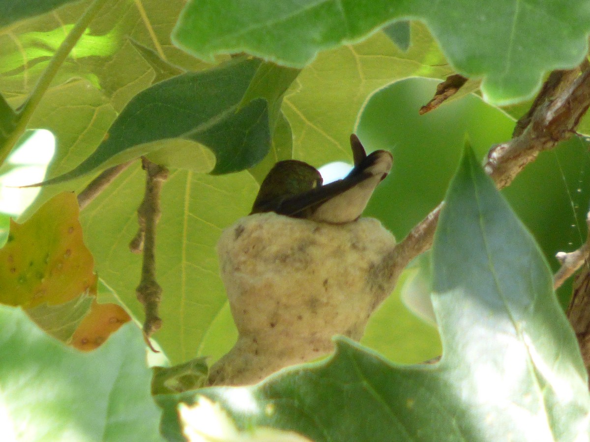 Kara Boğazlı Kolibri - ML127110311