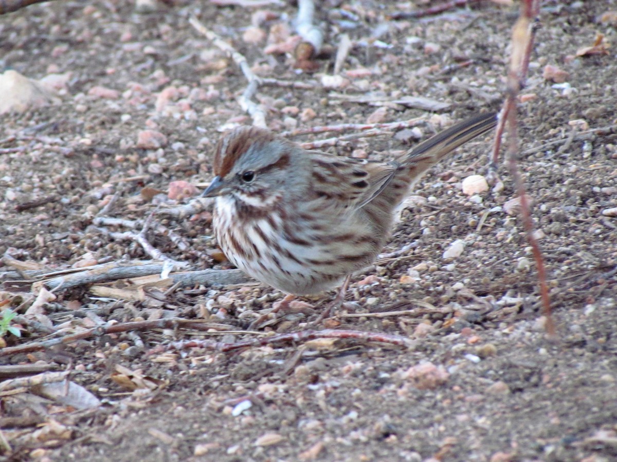 Song Sparrow - ML127110911