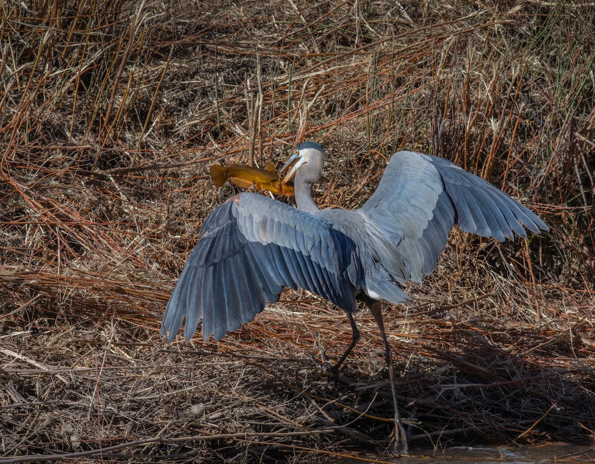 Great Blue Heron - ML127111681