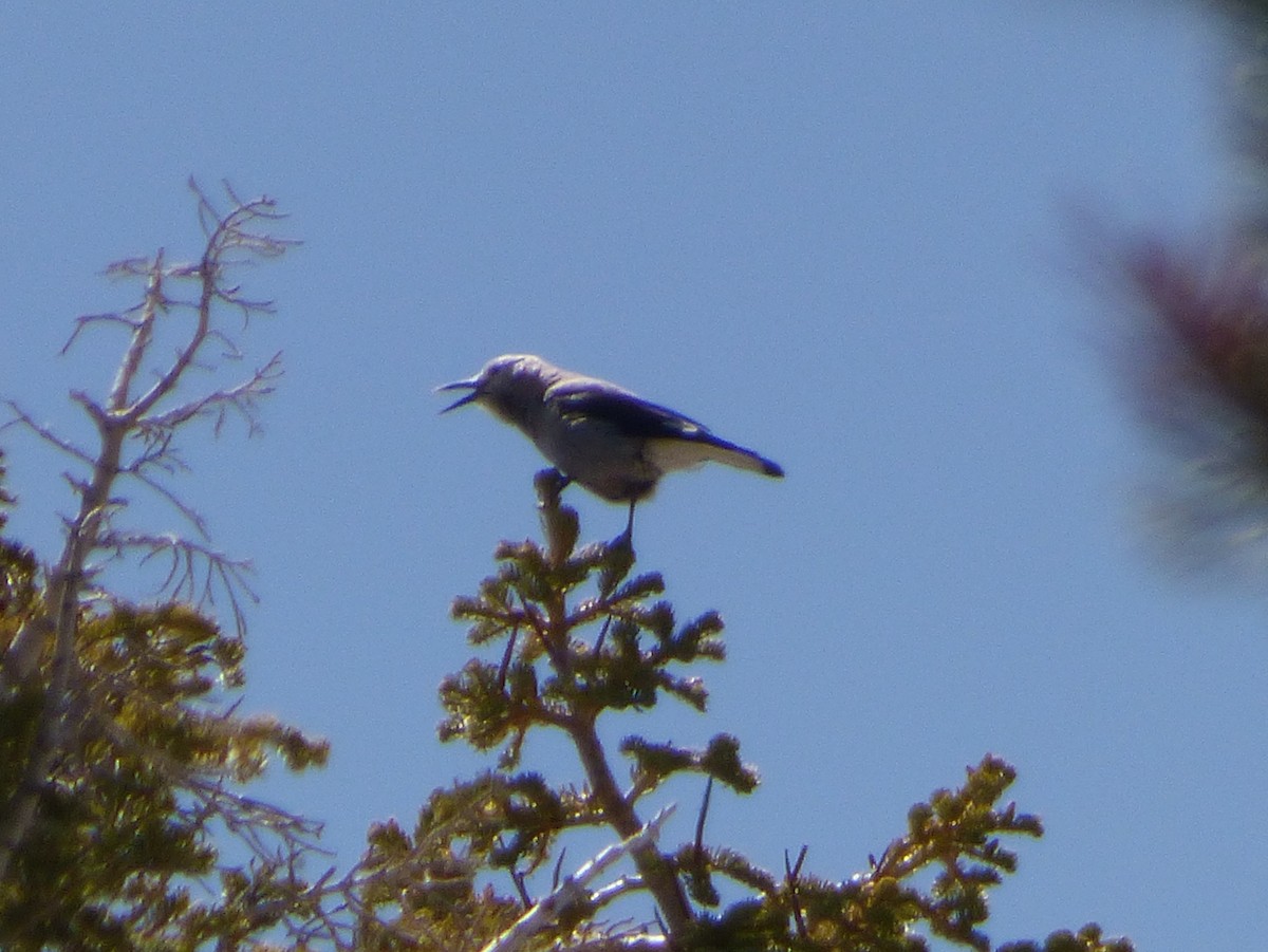 Clark's Nutcracker - ML127111811