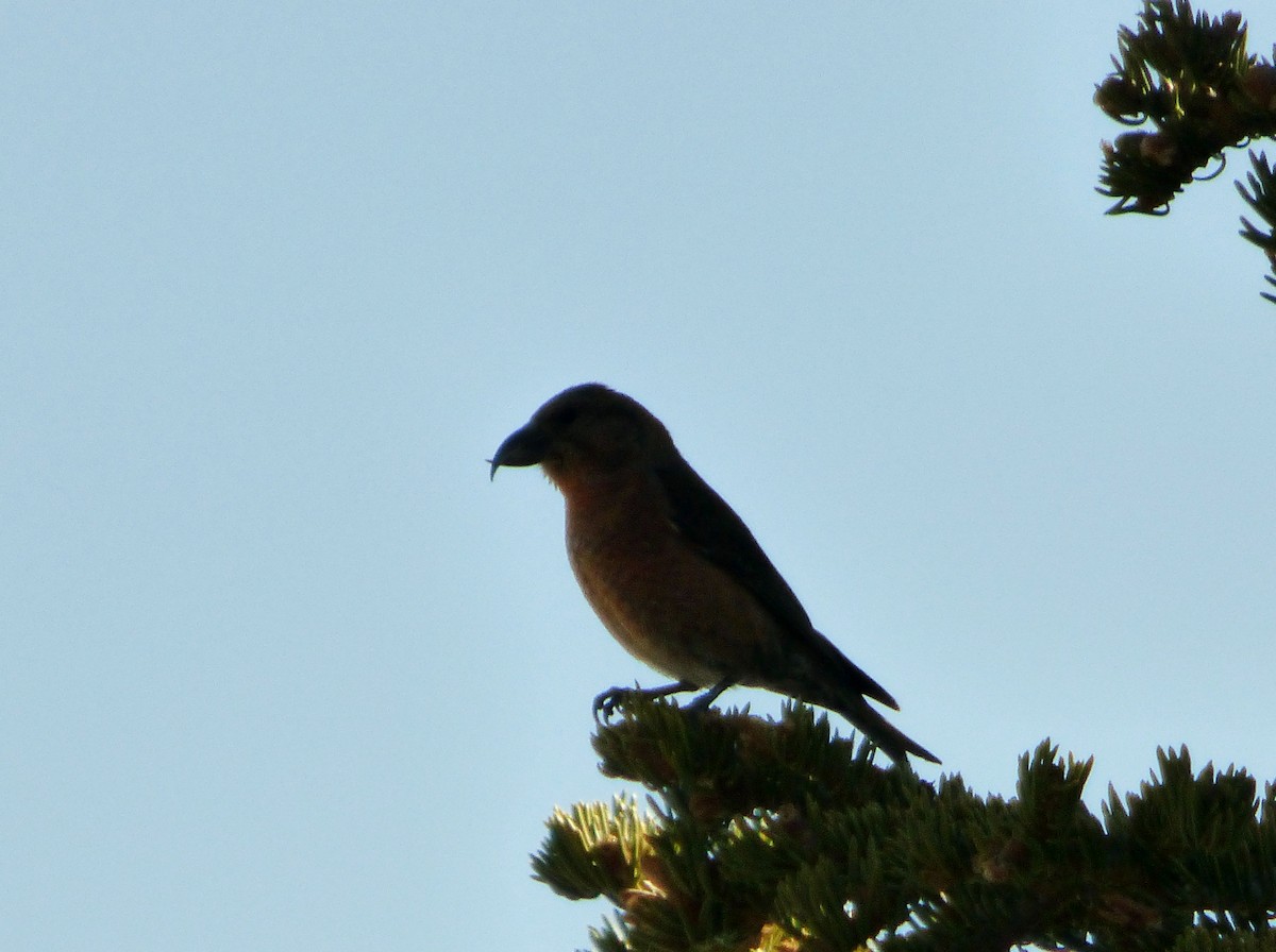 Red Crossbill - ML127111831