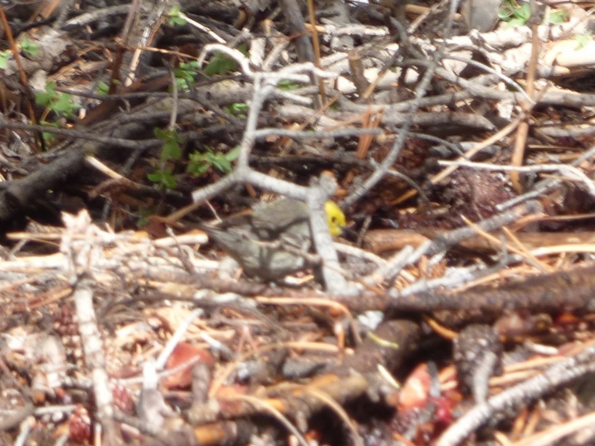 Hermit Warbler - ML127111871