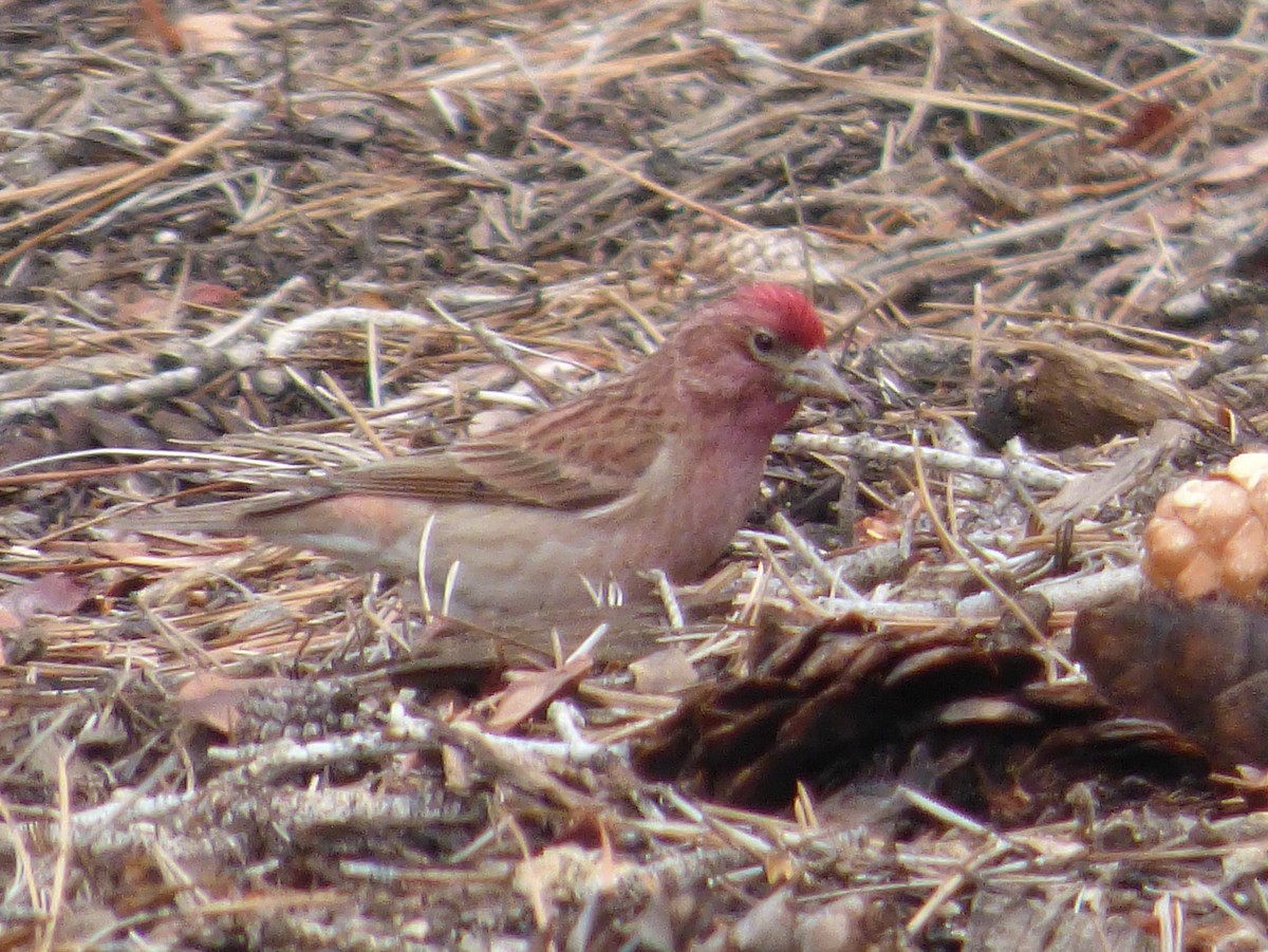 Cassin's Finch - ML127111901