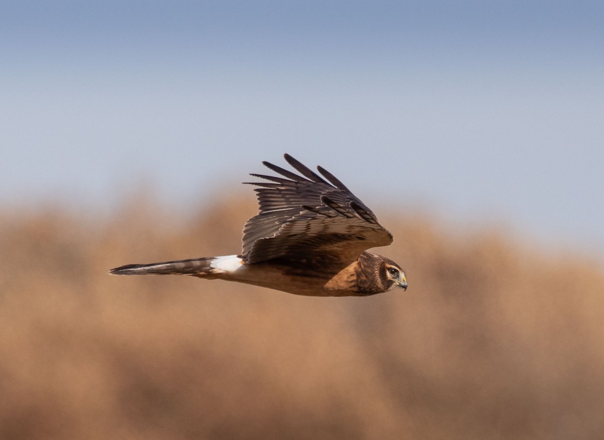 Northern Harrier - Richard  Boyle