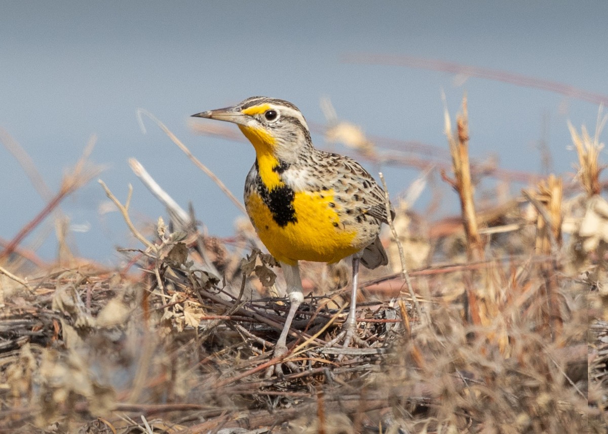 Western Meadowlark - Richard Boyle