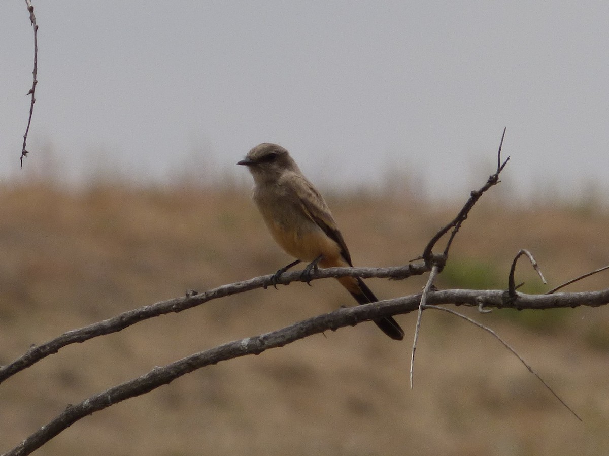 Say's Phoebe - ML127112811