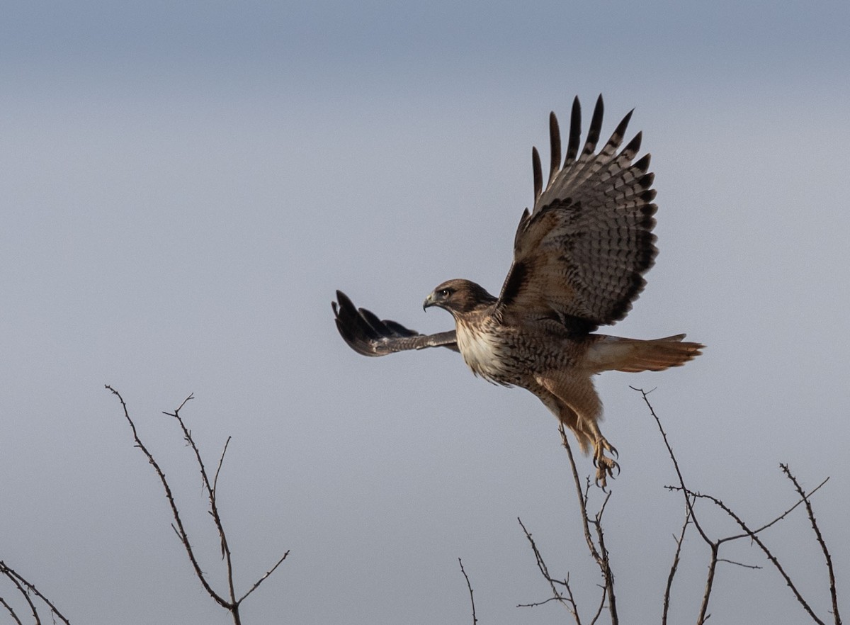 Red-tailed Hawk - Richard  Boyle