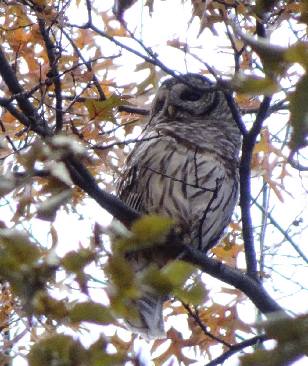 Barred Owl - ML127112971