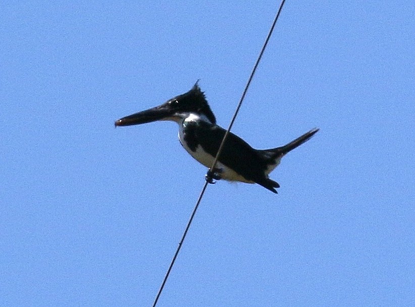 Martin-pêcheur d'Amazonie - ML127113351