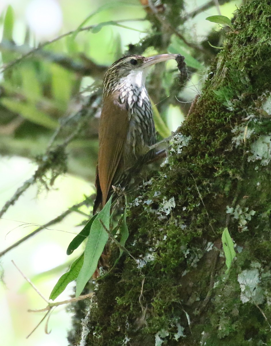 Scalloped Woodcreeper - Charlotte Byers