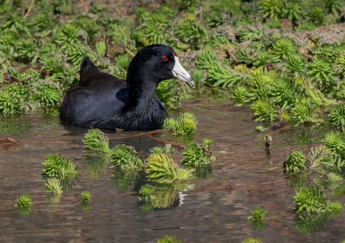 American Coot - ML127113651