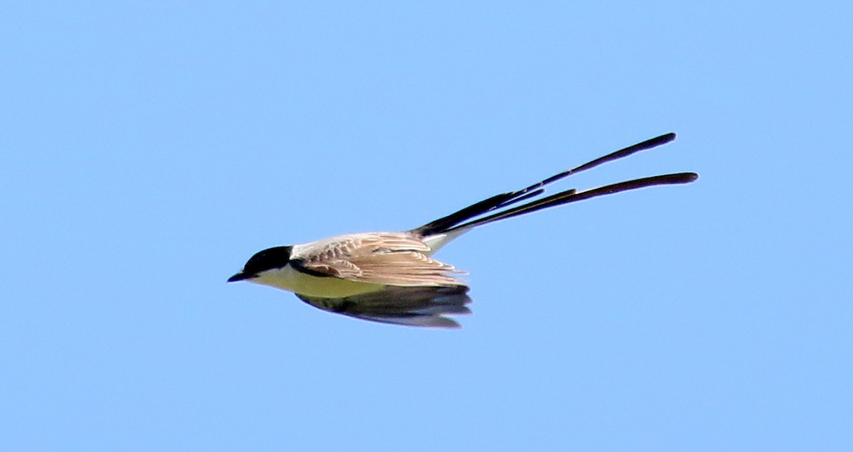 Fork-tailed Flycatcher - Charlotte Byers