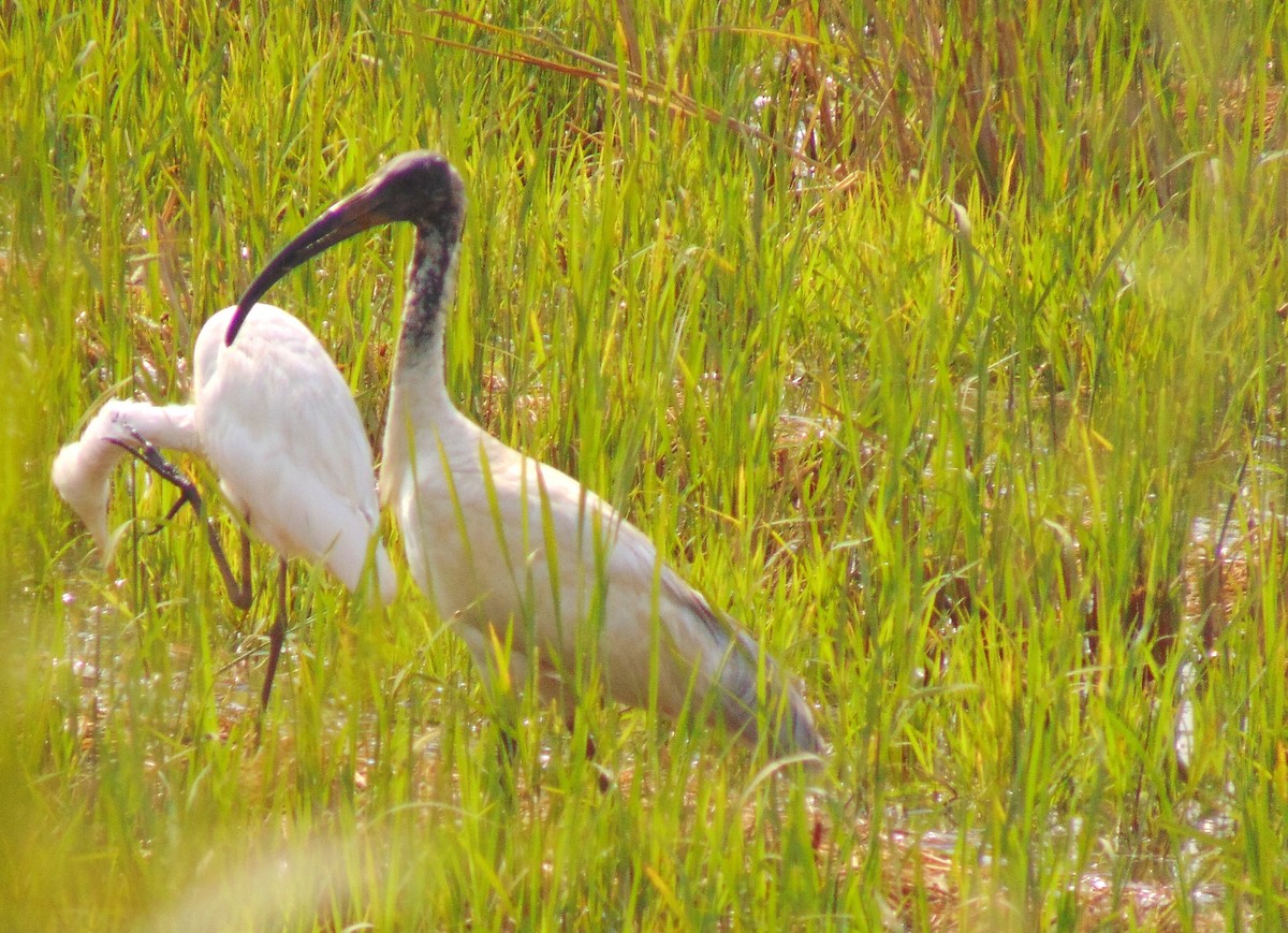 Black-headed Ibis - SYAMILI MANOJ