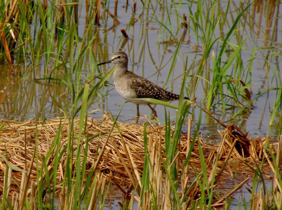 Wood Sandpiper - SYAMILI MANOJ