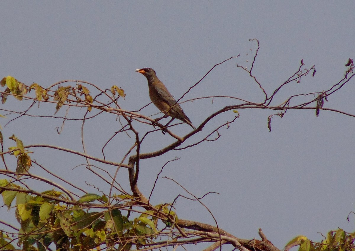 Rosy Starling - SYAMILI MANOJ