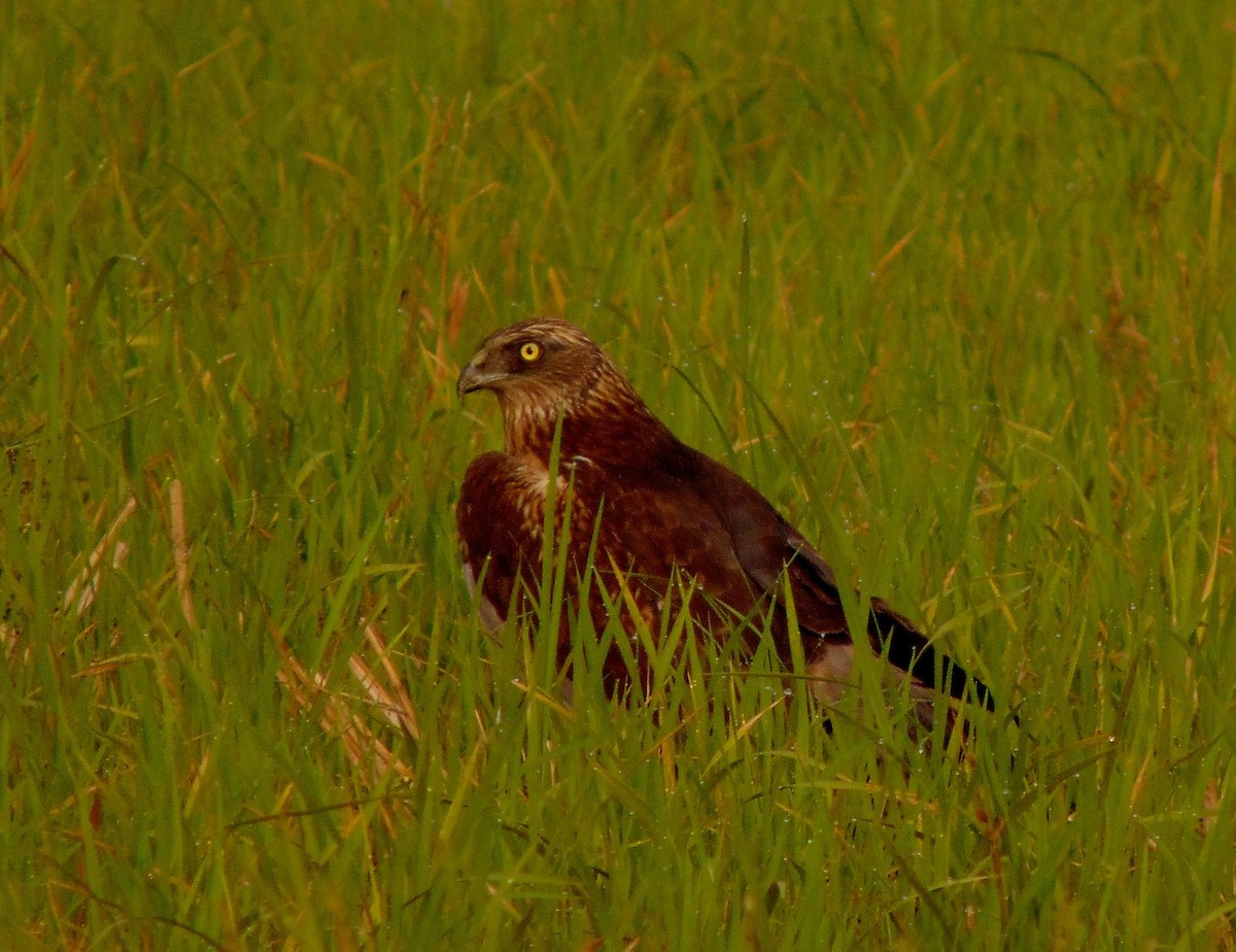 Western Marsh Harrier - ML127116561