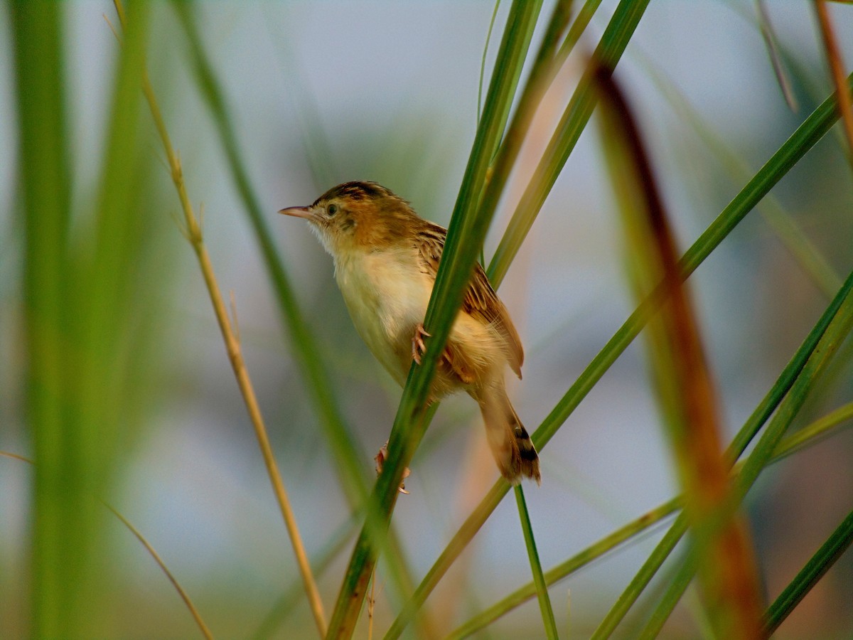 Zitting Cisticola - ML127116701