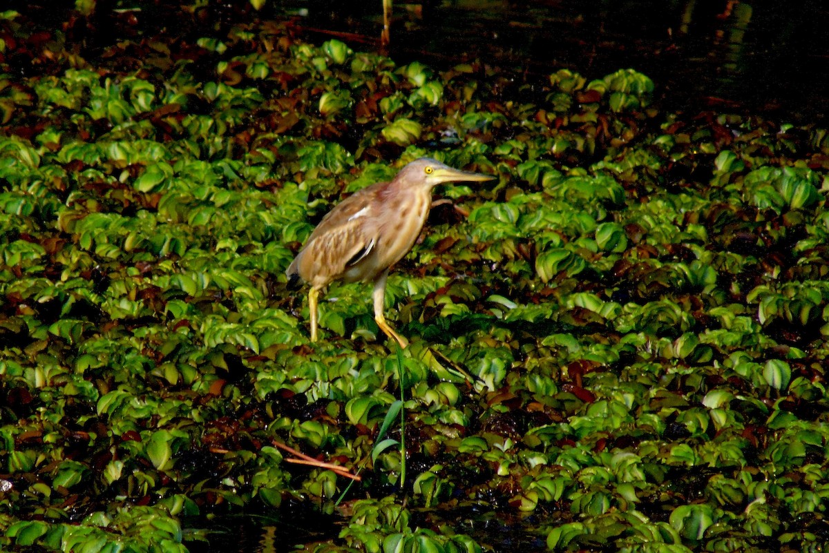 Yellow Bittern - ML127116841