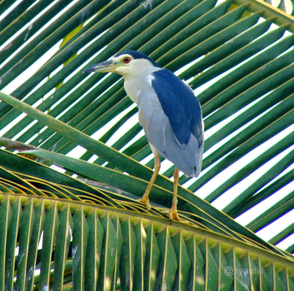 Black-crowned Night Heron - ML127117041