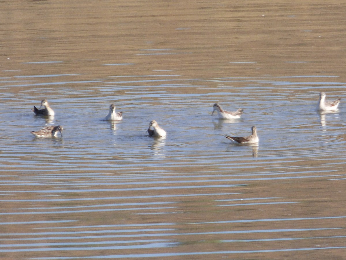 Wilson's Phalarope - ML127117301