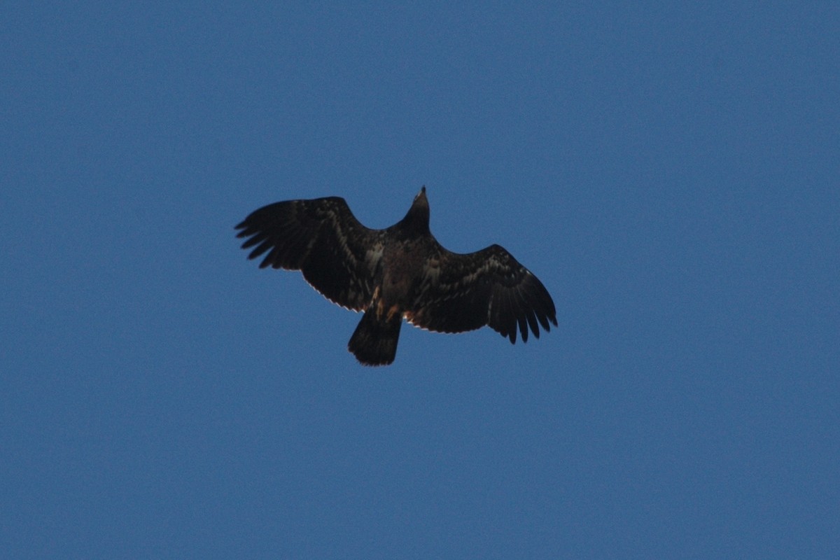 Bald Eagle - Larry Clarfeld