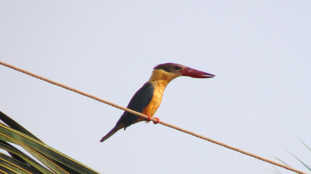 Stork-billed Kingfisher - ML127118201