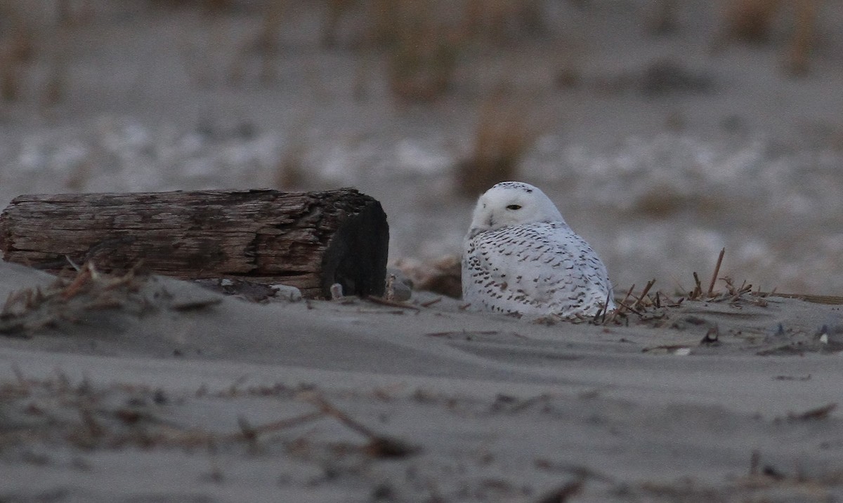 Snowy Owl - ML127118361