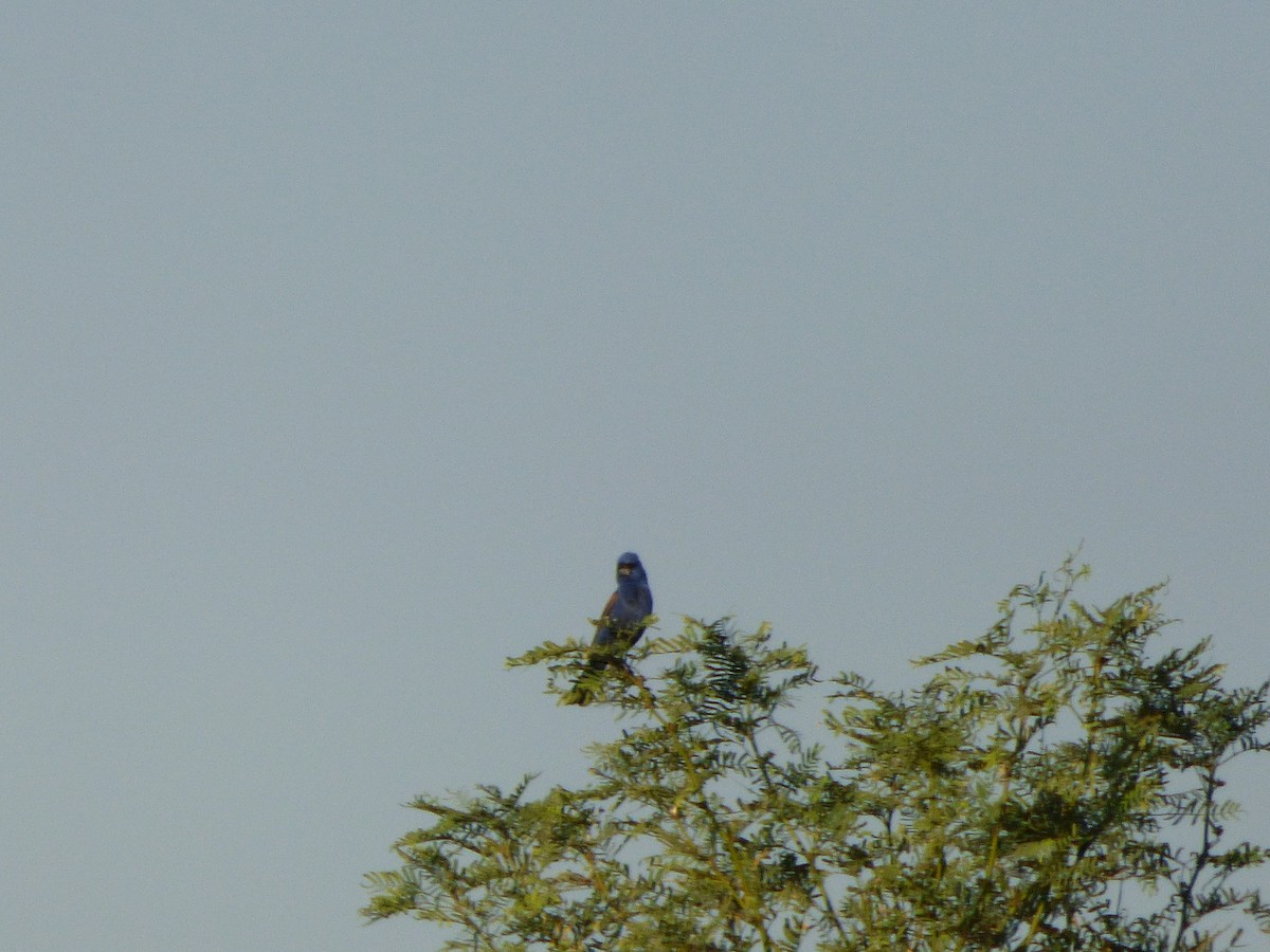 Blue Grosbeak - ML127118511